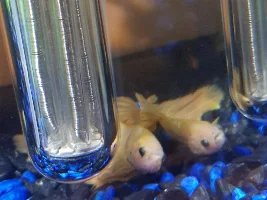 Sick Betta?