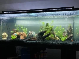 190L Tropical Journal