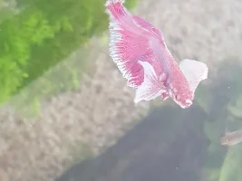 Betta problems fin rot see last post!!