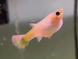 Is this Dropsy?