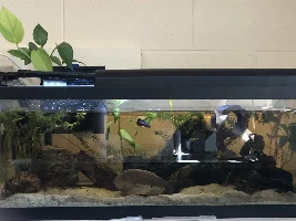 Best shrimp for betta?