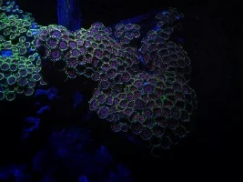 Zoanthid Id?