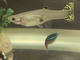 Is my guppy pregnant?