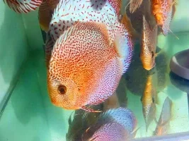 Recent Acquisitions From Discus.com (WARNING: Picture Heavy)