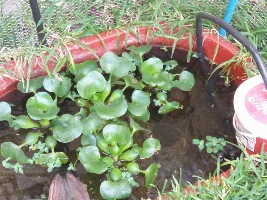 What is your favorite floating plant and why? Poll.