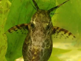 Vote Now - December 2020 Fish of the Month Contest (all species)