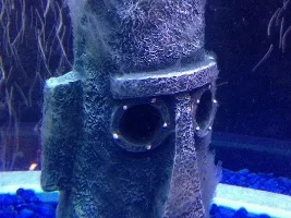 Is This Algae?