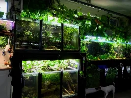 What are your favourite or memorable aquascapes that you have seen in the past or present?