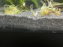 Please help me with plants! 😂