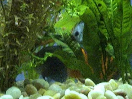 New Stock For 55 Gallon Planted