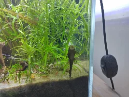 15 Litre cherry shrimp tank
