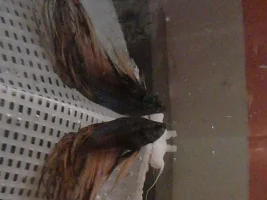My New Guppies And Betta!
