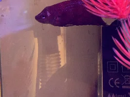 Please help!!! Betta Fish with facial swelling/injury (?)
