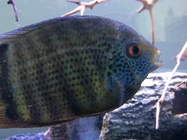 Need help with Green Severum