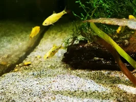 Photos of my barbs