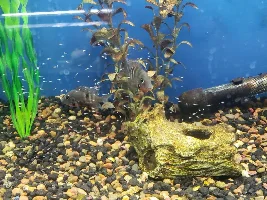 LFS, Firemouth Pair