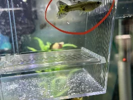Are my guppies pregnant?