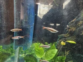 6 fish died today, huge spike in ammonia and nitrites