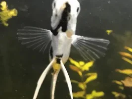 Fat or full of eggs?