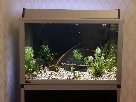 Silver tip tetra playful aggression