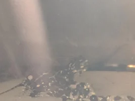 Bugs and white stuff on fish