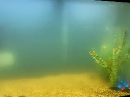 Help with cloudy aquarium