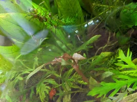 Transfer plants safely from ich/work tank or bin?