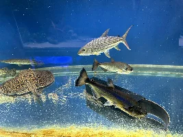 New Freshwater Predator Tank