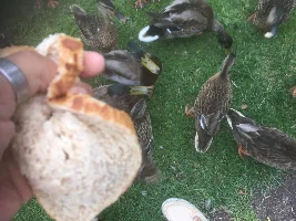 Feeding the ducks