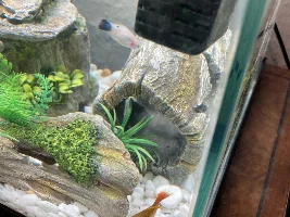 Fish flicking, erratic swimming, going crazy