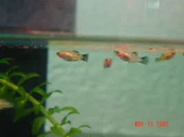 Random Fish Pics