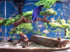 Moses the Blue Betta's Mansion