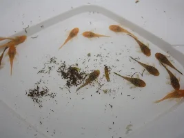Ancistrus dolichopterus