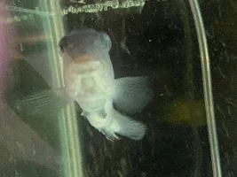 Sick Mbuna