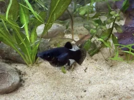Pregnant Molly?