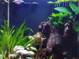 Spike the betta