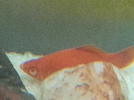 Red Platy fish lying in the corner. Help!
