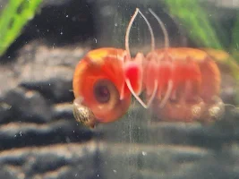 Dd's Tanks And Fish