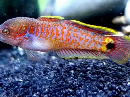 40g breeder plans...