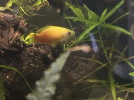 Honey gouramis