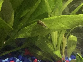 My Angel Fish are having some issues