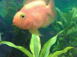 June 2012 Fish Of The Month Competition Entries.....