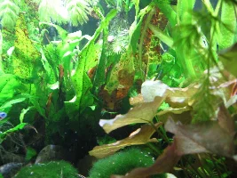 Old Tank Syndrome, Nothing Helps, NO3 Test Makes No Sense!