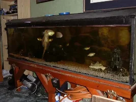 the tank that could beee....