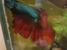 Show me your aqua babies (betta photos)!