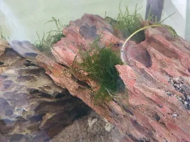 My 260L tank aquascaping project