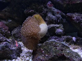 What's up with this toadstool?