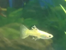 What In The World Is Growing On This Guppy?!?
