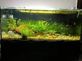 Looking for a small, slow fish that stays in the upper or middle part
