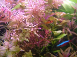 Plant Id